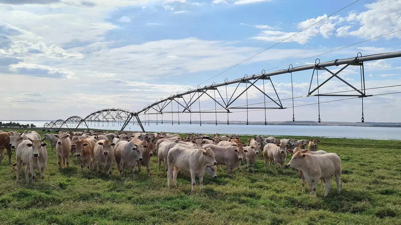 Pivô central sobre pasto verde, com gado nelore